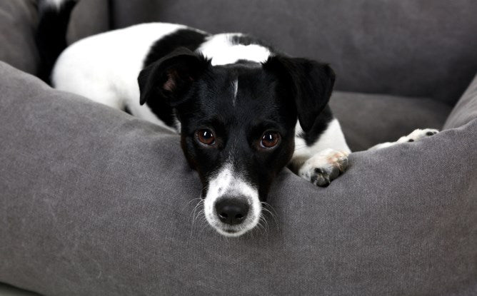 Kerbl Hunde Kuschelbett Lucca grau, 70x85 cm - 80347