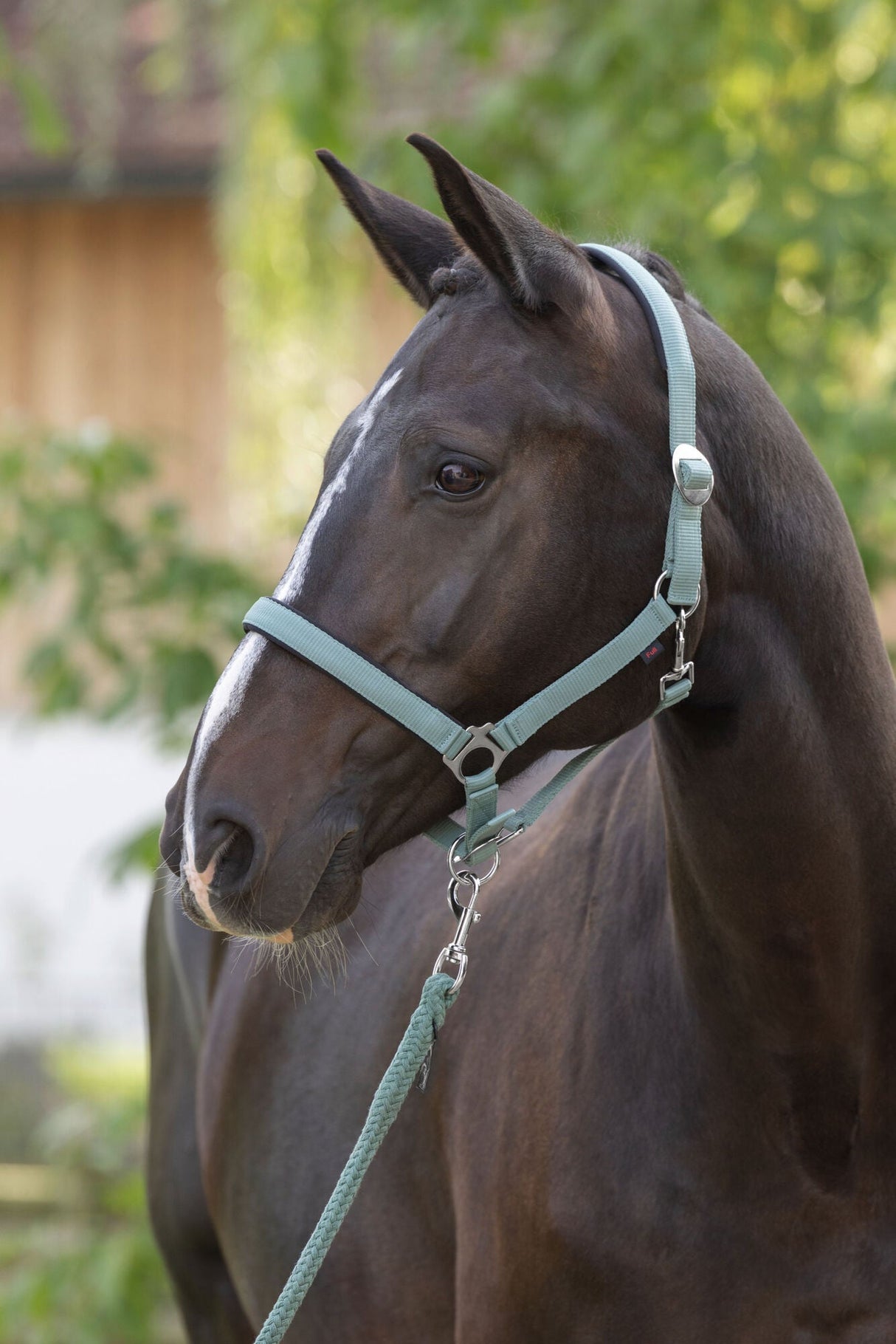 Kerbl Halfter Doria, jade green Cob - 3228205