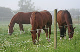 AKO Premium Horsewire 250m, 8mm 44873