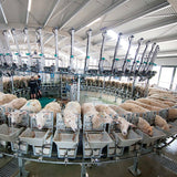 Indoor milking carousel for goats and sheep